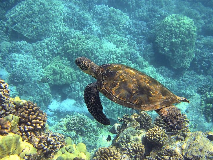 Hikkaduwa Corals