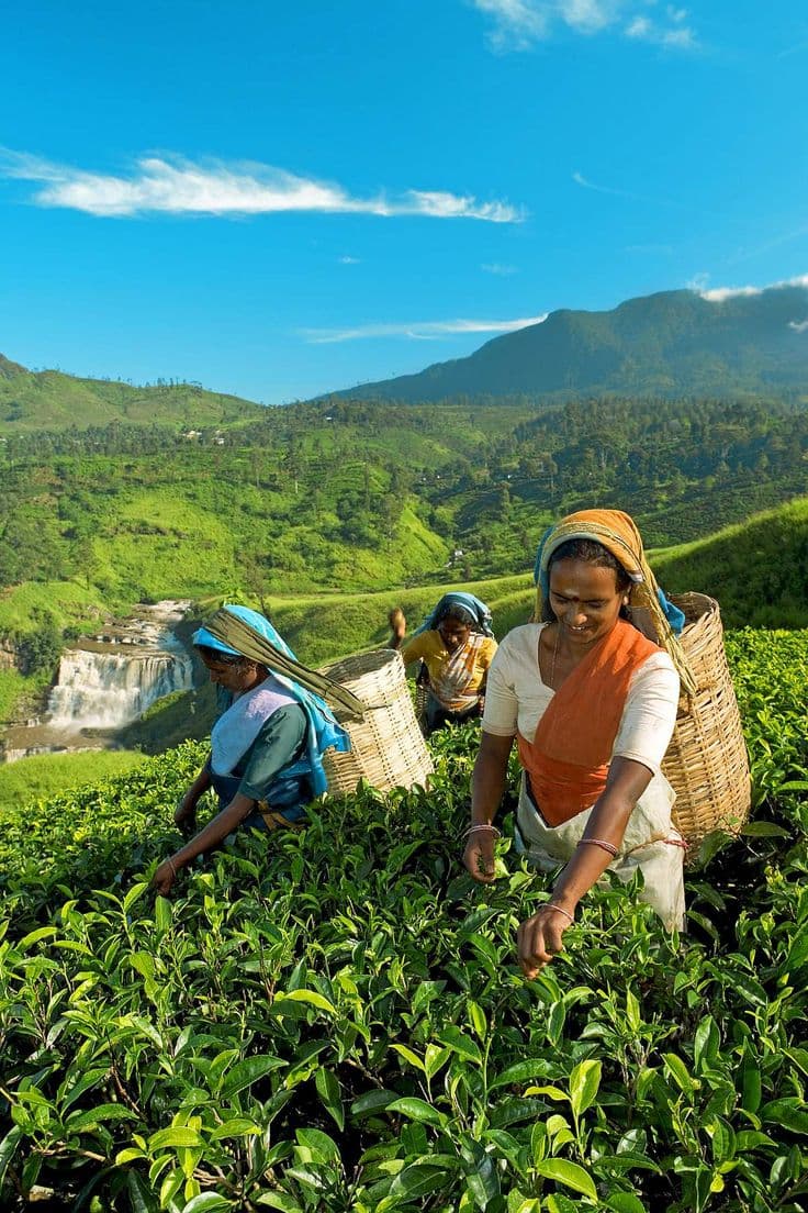 Nuwara Eliya Tea Estates