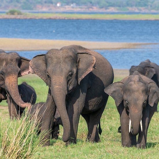 Wildlife Safari & Nature