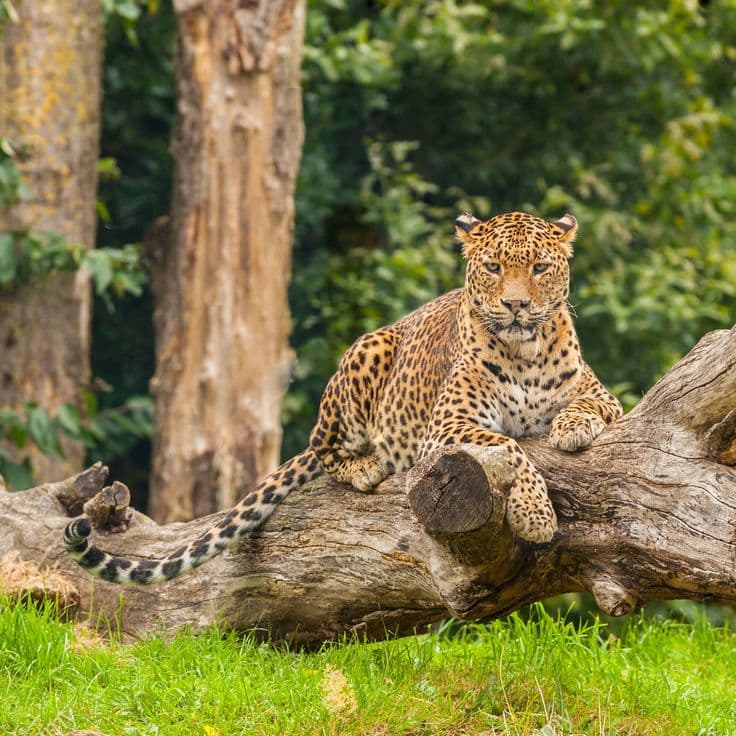 Yala Leopard Safari